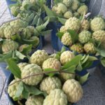 Mãng cầu ta Phước Thanh