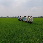 Gạo sạch SNOR ST 25