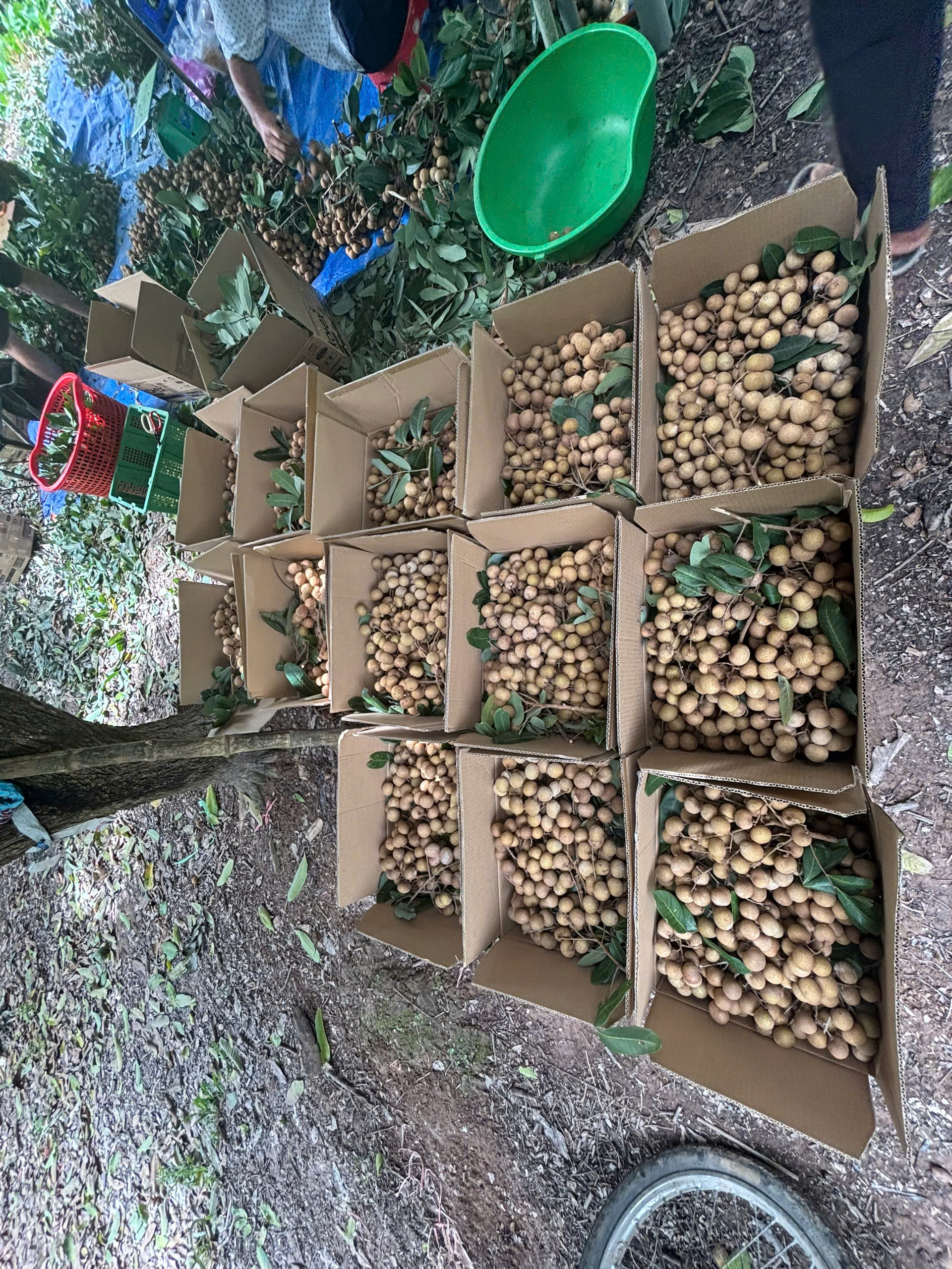 Cây nhãn Nguyễn Văn Phúc - VL