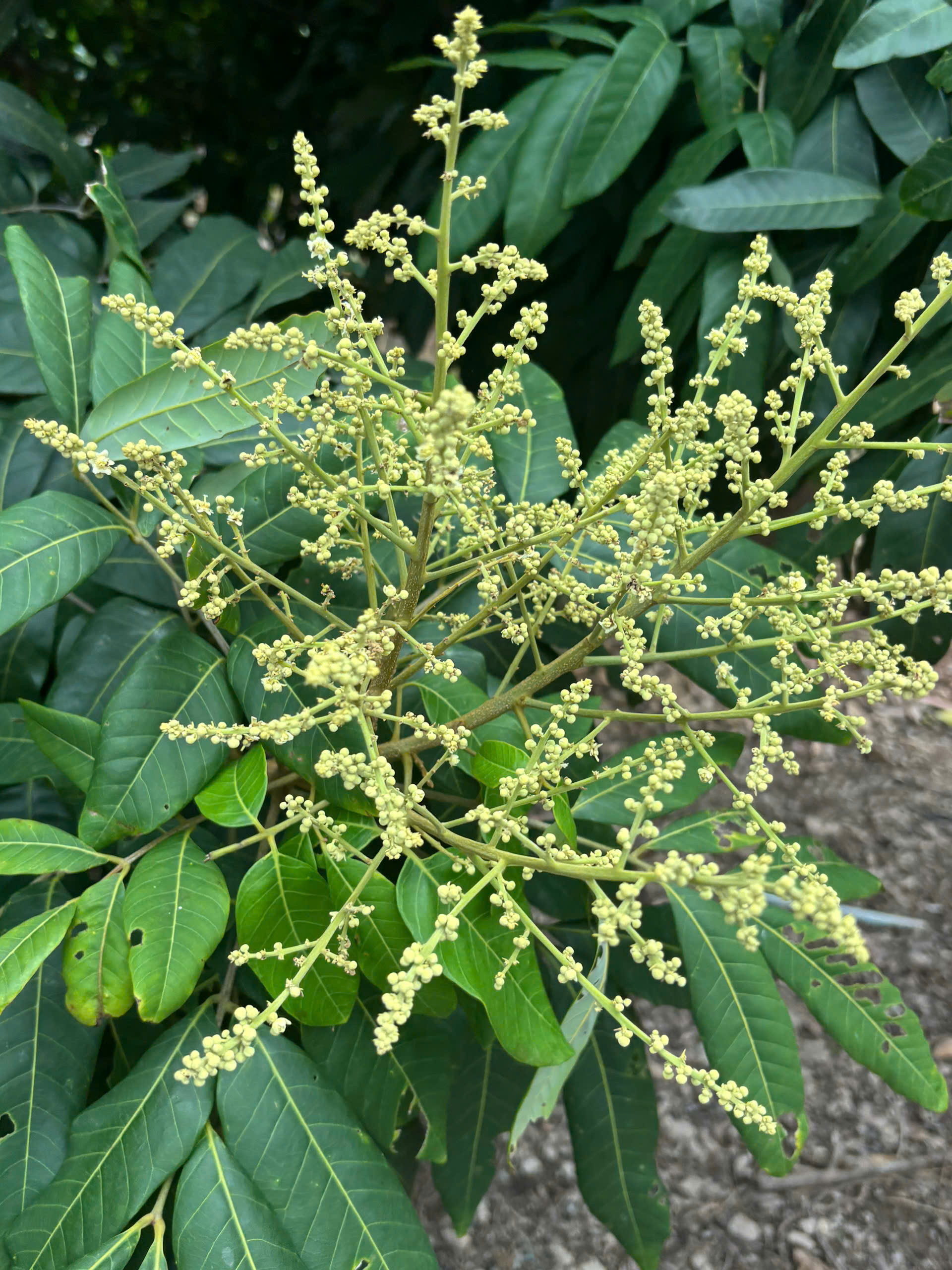 Cây nhãn Nguyễn Văn Phúc - VL