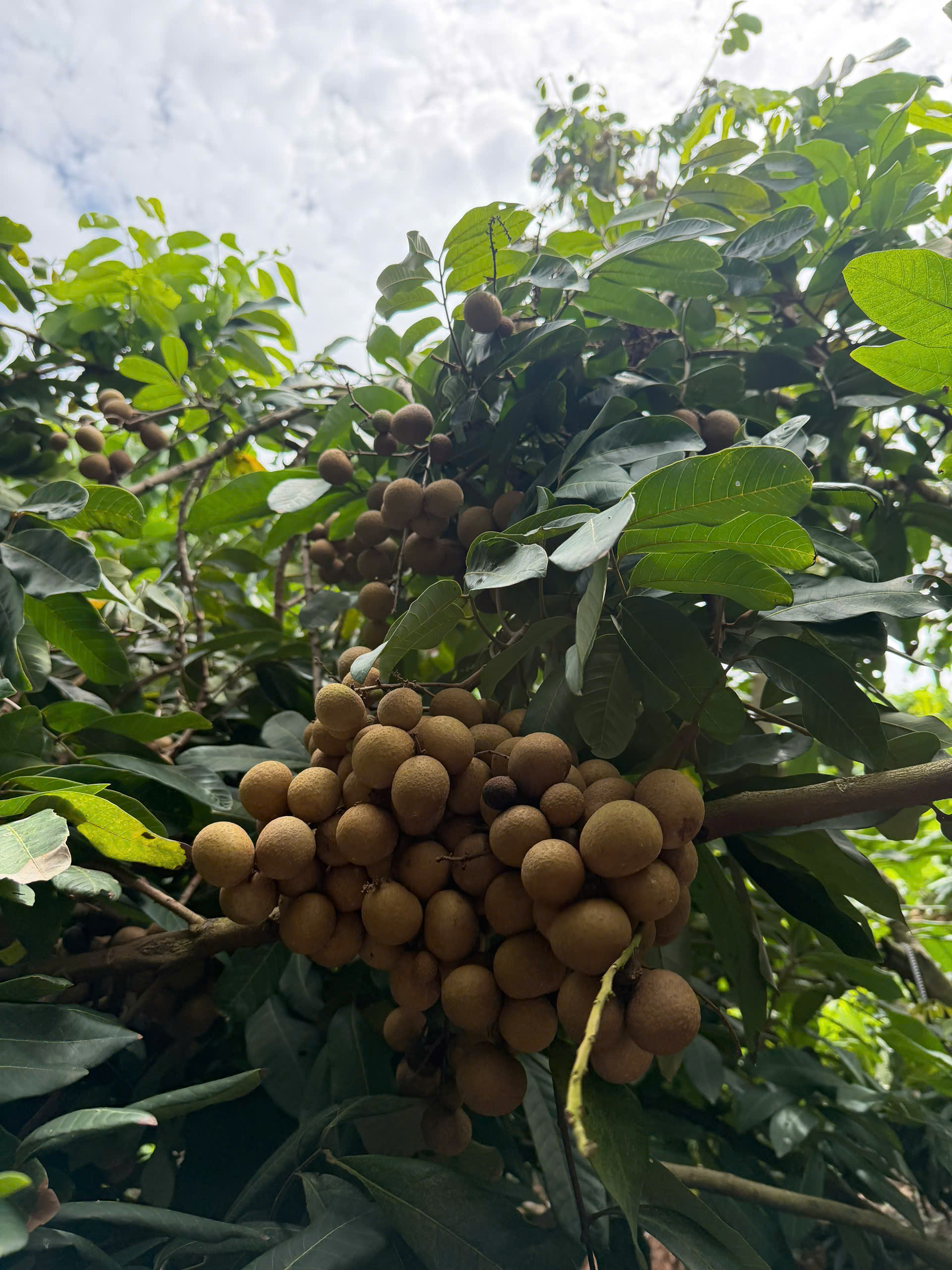 Cây nhãn Nguyễn Văn Phúc - VL