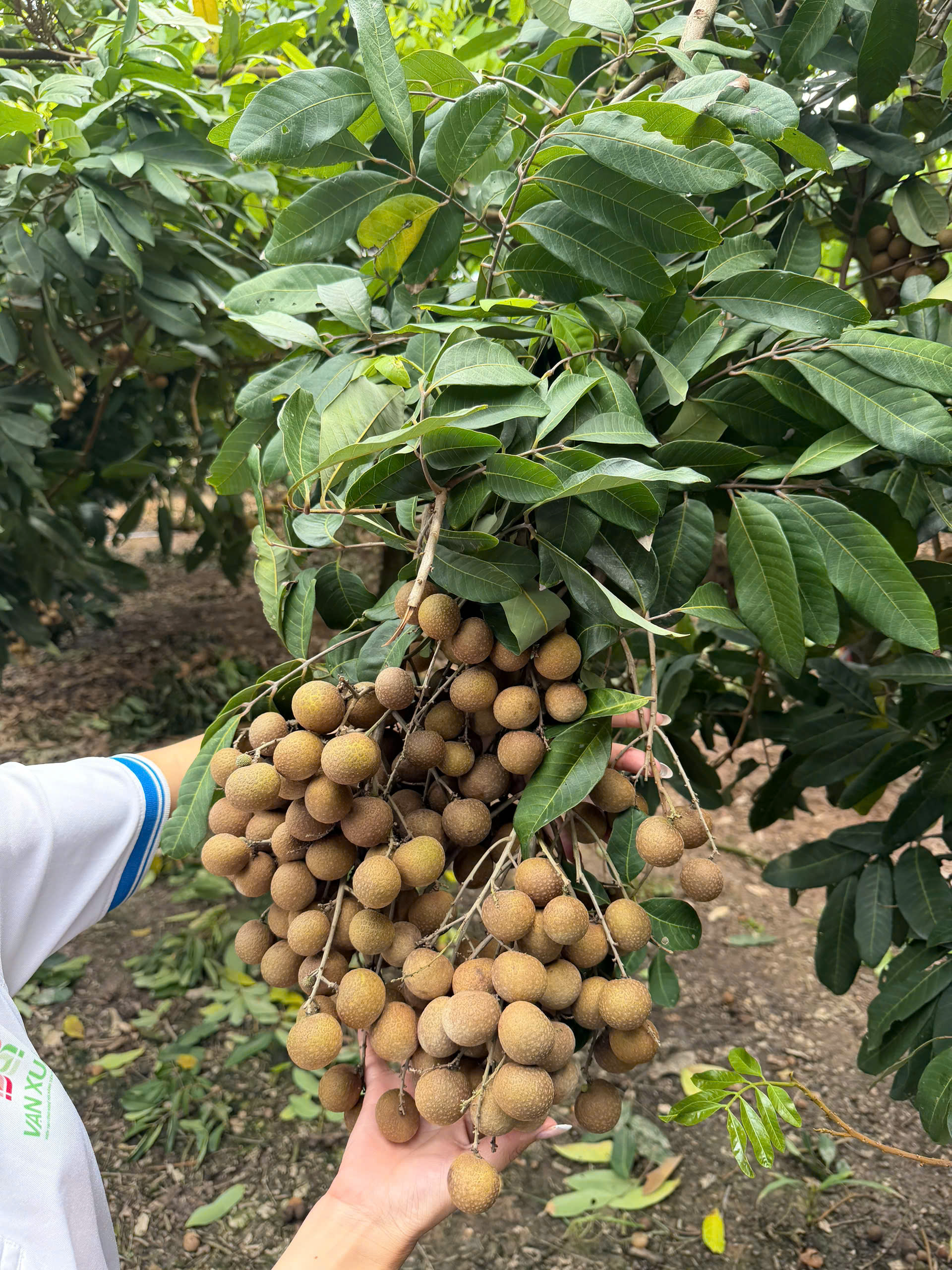 Cây nhãn Nguyễn Văn Phúc - VL
