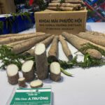 KHOAI MÀI CỦ TƯƠI